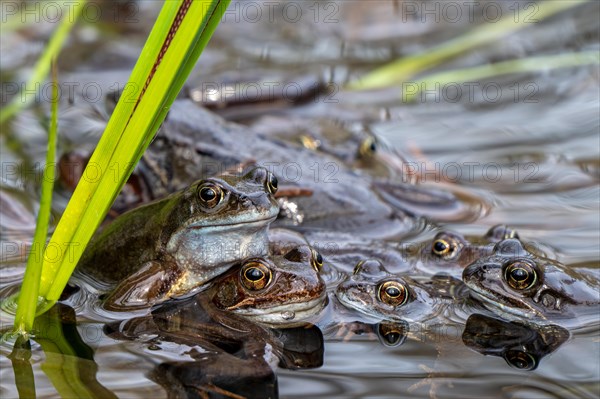 European common frogs, brown frogs and amplexed grass frog pair (Rana temporaria) gathering in pond during the spawning, breeding season in spring