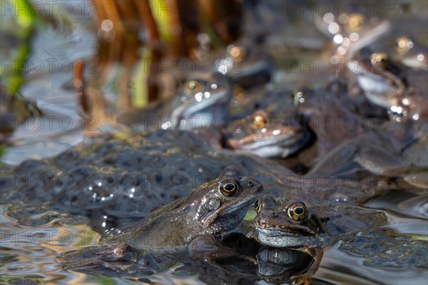 European common frogs, brown frogs, grass frog group (Rana temporaria) on eggs, frogspawn in pond during the spawning, breeding season in spring