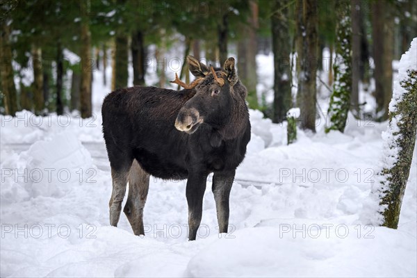 Moose, elk (Alces alces) young bull with small antlers foraging in coniferous forest in the snow in winter, Sweden, Europe