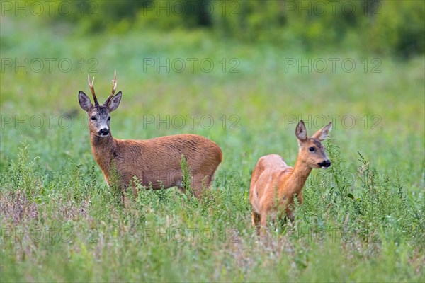 European roe deer (Capreolus capreolus) buck looking at doe in heat before mating in meadow during the rut in summer