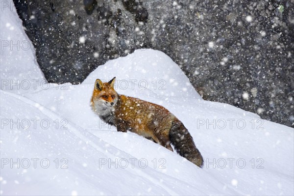 Red fox (Vulpes vulpes) hunting in the snow under rock face in the mountains in winter during snowfall