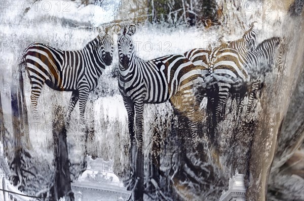Black and white zebra images behind a frozen surface covered with icicles, Marseille, Departement Bouches-du-Rhone, Provence-Alpes-Cote d'Azur region, France, Europe