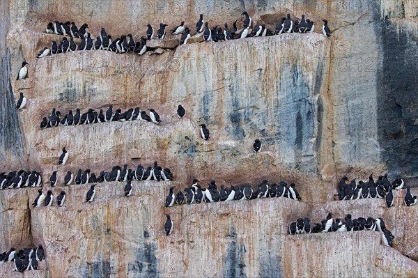 Thick-billed murres, Bruennich's guillemots (Uria lomvia) nesting on rock ledges in sea cliff at breeding colony, Alkefjellet, Svalbard, Spitsbergen