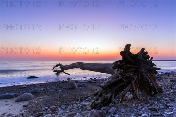 Dead tree on beach at Brodtener Ufer, Brodten Steilufer, cliff in the Bay of Luebeck along the Baltic Sea at sunrise, Schleswig-Holstein, Germany, Europe