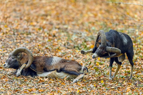 Defeated European mouflon (Ovis aries musimon) lying down after fight by two rams bashing heads and clashing their curved horns during rut in autumn