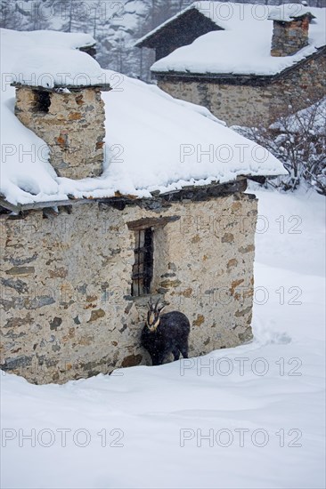 Alpine chamois (Rupicapra rupicapra) wandering through mountain village in the Gran Paradiso National Park in the snow in winter, Aosta Valley, Italy, Europe