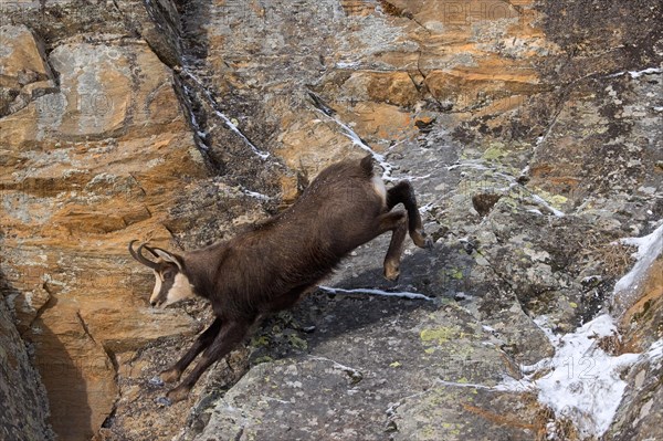 Alpine chamois (Rupicapra rupicapra) fleeing male in dark winter coat descending steep snowy rock face in the mountains of the European Alps