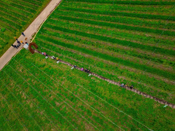 Aerial view of people hiking to a round viewpoint in a vineyard, Jesus Grace Chruch, Weitblickweg, Easter hike, Hohenhaslach, Germany, Europe