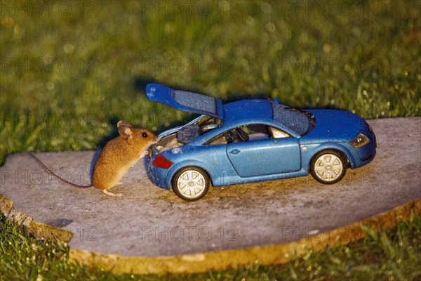 Wood mouse standing next to blue Audi TT model car with open boot and food on stone slab in green grass, looking right