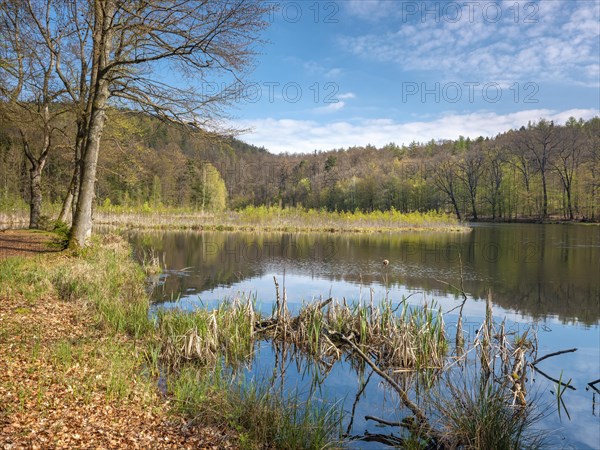 Lake Albertsee in the morning light, swampy sinkhole lake with floating islands in Frauenseer Forst, Marksuhl, Thuringia, Germany, Europe