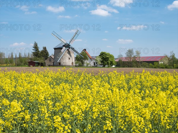 Rape field in bloom and Erna mill, windmill, tower windmill, Immenrode, Thuringia, Germany, Europe