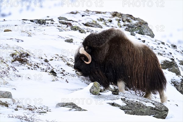 Musk ox (Ovibos moschatus) in the snow, Dovrefjell-Sunndalsfjella National Park, Norway, Europe