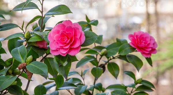 Camellia in bloom in spring, Merano, Val Passiria, Val d'Adige, Burggrafenamt, Alps, South Tyrol, Trentino-Alto Adige, Italy, Europe