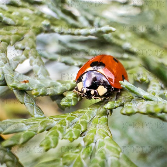 Extreme close-up of lucky charm Symbol of good luck Spring messenger seven-spott ladybird (Coccinella septempunctata) sitting on branch of lawson cypress (Chamaecyparis lawsoniana), Germany, Europe