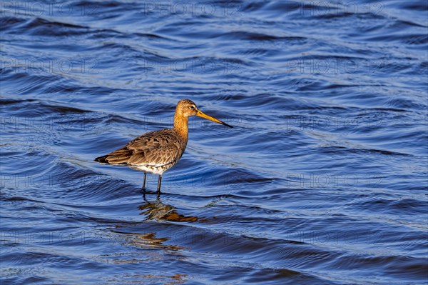 Black-tailed godwit (Limosa limosa) in breeding plumage foraging in shallow water in wetland in late winter, early spring