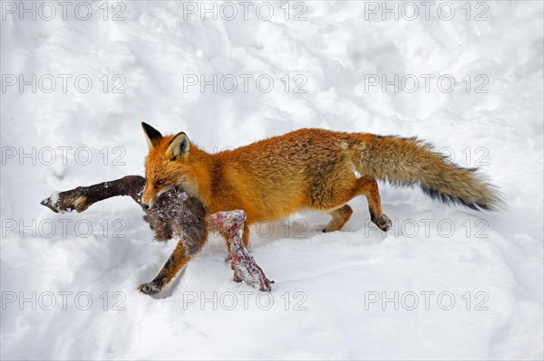 Scavenging red fox (Vulpes vulpes) walking away in the snow with leg of killed, perished chamois in winter in the Alps