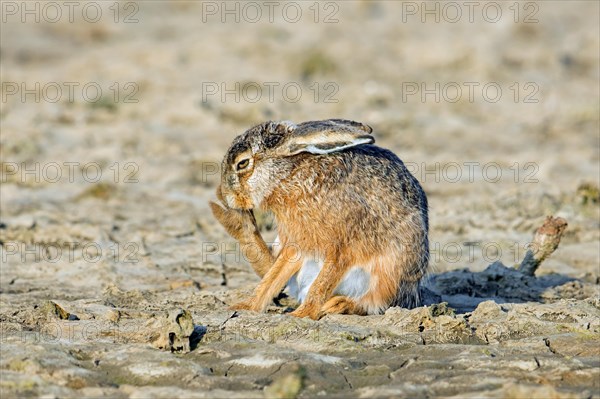European brown hare (Lepus europaeus) preening fur of hind leg, hindfoot in field, farmland in spring