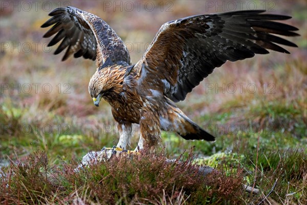 European golden eagle (Aquila chrysaetos chrysaetos) landing with spread wings on carcass to feed in moorland in winter