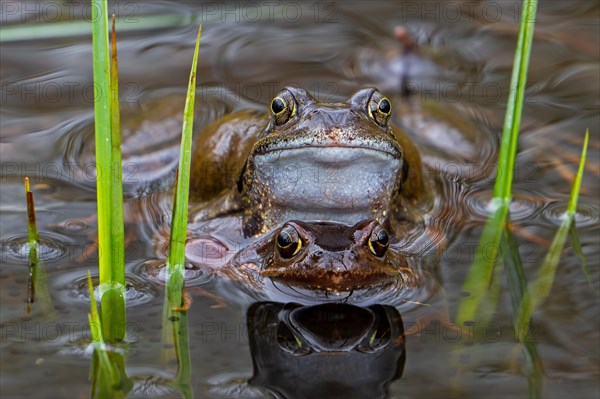 European common frog pair, brown frogs, grass frog (Rana temporaria) male and female in amplexus in pond during spawning, breeding season in spring