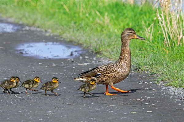 Mallard, wild duck (Anas platyrhynchos) female walking and leading ducklings over path to pond in spring