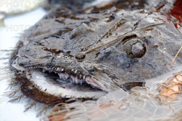 Fish sale at the harbour, Marseille, scorpionfish (Scorpaena canariensis) Macro shot of a spiny sea creature half in the water, Marseille, Departement Bouches du Rhone, Region Provence Alpes Cote d'Azur, France, Europe