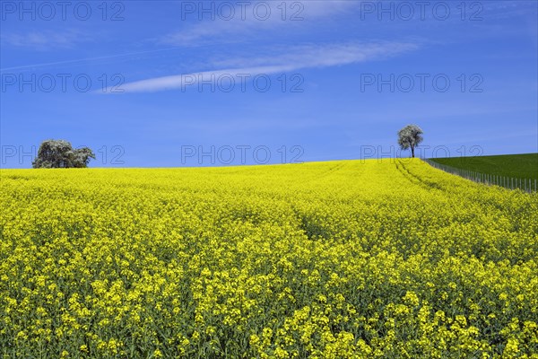 Rape field with pear trees, Mostviertel, blue sky, Lower Austria, Austria, Europe