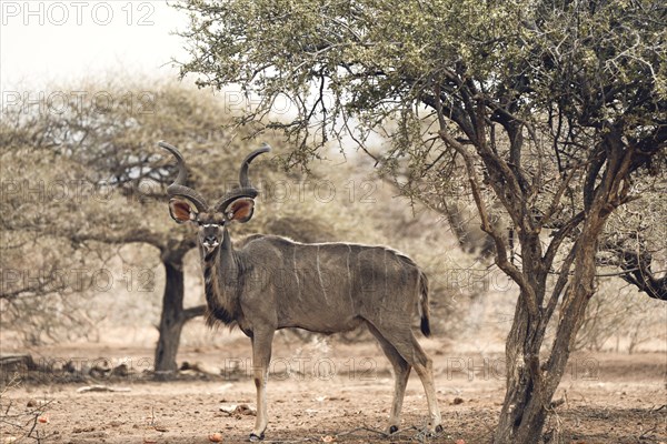 Male kudu, Limpopo, South Africa, Africa