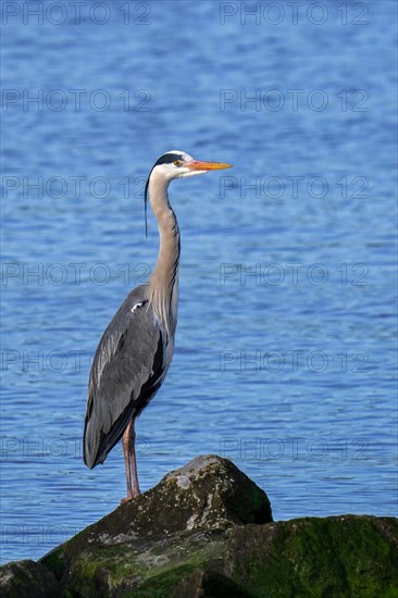 Grey heron (Ardea cinerea) in breeding plumage resting on rock along the North Sea coast in late winter