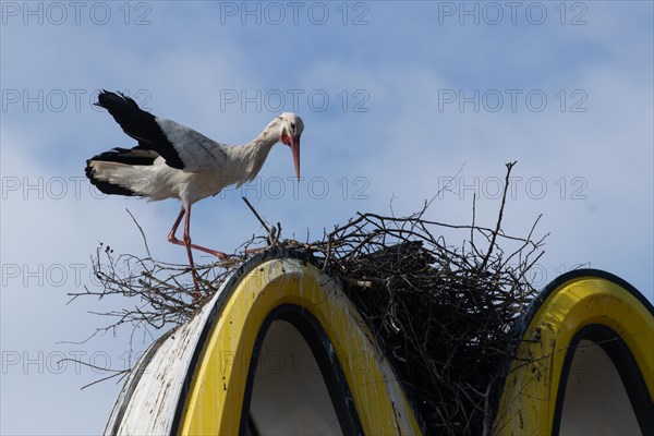 White stork with open wings standing on nest on Mc Donald's symbol looking right in front of blue sky with white clouds