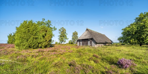 Typical heath landscape with old sheepfold, juniper and flowering heather, Lueneburg Heath, Lower Saxony, Germany, Europe