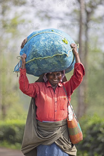 Indian tea picker carrying a big bag of tea leaves on her head, Munnar, Kerala, India, Asia