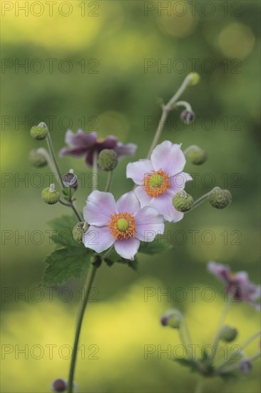 Chinese anemone (Anemone hupehensis), North Rhine-Westphalia, Germany, Europe