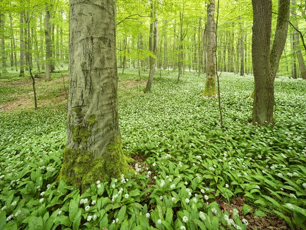 Ramson (Allium ursinum) in the beech forest, Hainich National Park, Bad Langensalza, Thuringia, Germany, Europe