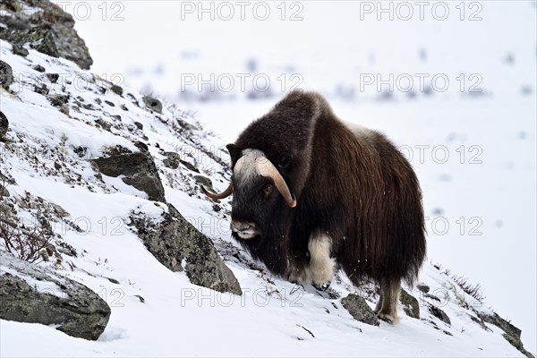 Musk ox (Ovibos moschatus) in the snow, Dovrefjell-Sunndalsfjella National Park, Norway, Europe