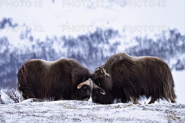 Two musk oxen (Ovibos moschatus) duel head to head in the snow, Dovrefjell-Sunndalsfjella National Park, Norway, Europe