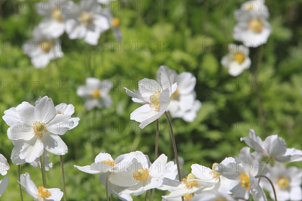 Wood anemone (Anemonoides nemorosa) (syn.: Anemone nemorosa), North Rhine-Westphalia, Germany, Europe