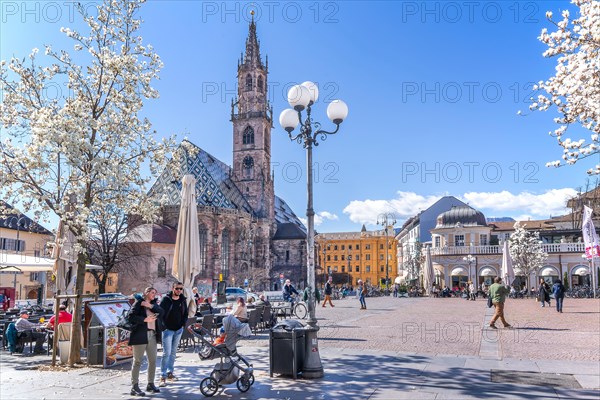 Magnolias in bloom on Piazza Walther with cathedral parish church, Bolzano, Adige Valley, South Tyrol, Trentino-Alto Adige, Italy, Europe