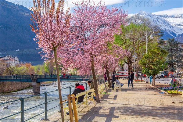 Passer promenade with blossoming trees in spring, Merano, Pass Valley, Adige Valley, Burggrafenamt, Alps, South Tyrol, Trentino-South Tyrol, Italy, Europe