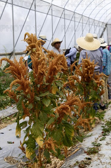 San Pablo Huitzo, Oaxaca, Mexico, Farmers are part of a cooperative that uses agroecological principles. They avoid pesticides and other chemicals, and recycle nutrients through the use of organic fertilizers. Amaranth is growing on a farm, Central America