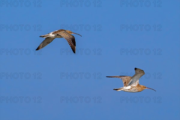 Two migrating Eurasian curlews, common curlews (Numenius Arquata, Scolopax arquata) in flight against blue sky