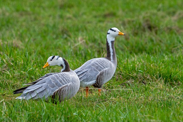 Bar-headed goose (Anser indicus) couple foraging in grassland, exotic species native to Central Asia