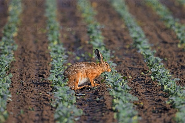 European brown hare (Lepus europaeus) foraging on cabbage field and eating leaves of cabbages in summer