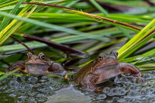 Two European common frogs, brown frogs, grass frog (Rana temporaria) on eggs, frogspawn in pond during the spawning, breeding season in spring