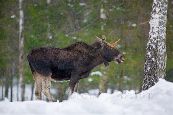 Moose, elk (Alces alces) young bull with small antlers foraging in coniferous forest in the snow in winter, Sweden, Europe