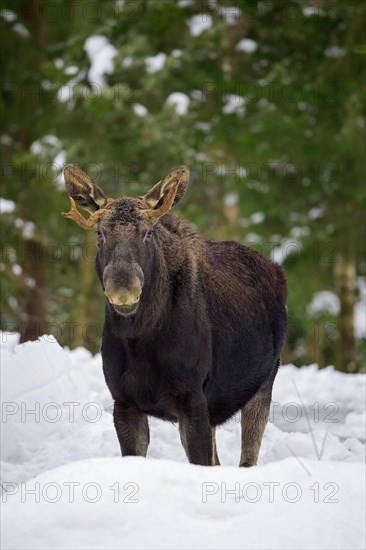Moose, elk (Alces alces) young bull with small antlers foraging in coniferous forest in the snow in winter, Sweden, Europe