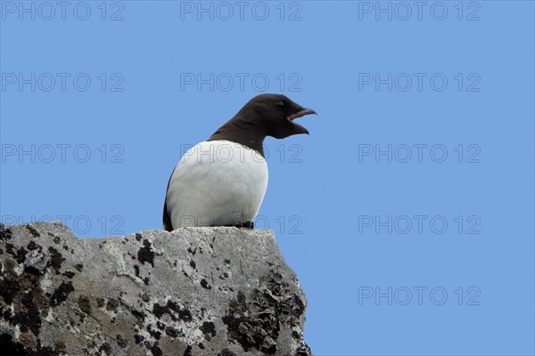 Little auk, dovekie (Alle alle) calling from rock along the Arctic Ocean, Svalbard, Spitsbergen, Norway, Europe