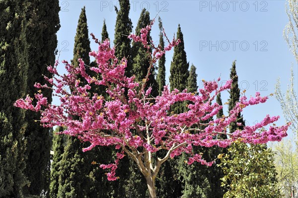 Alhambra, Granada, Andalusia, A single tree with pink flowers in front of cypresses under a clear sky, Granada, Andalusia, Spain, Europe
