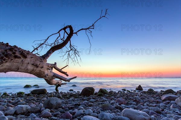 Dead tree on beach at Brodtener Ufer, Brodten Steilufer, cliff in the Bay of Luebeck along the Baltic Sea at sunrise, Schleswig-Holstein, Germany, Europe