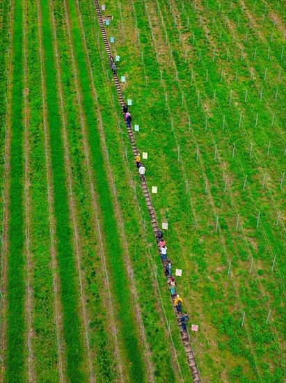 People walking on a path between green agricultural fields near a forest, Jesus Grace Chruch, Weitblickweg, Easter hike, Hohenhaslach, Germany, Europe