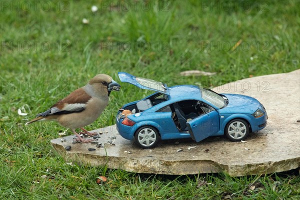Hawfinch female with food in beak next to blue Audi TT model car standing on stone slab in green grass on the right